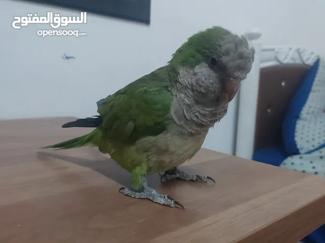 ببغاء كويكر