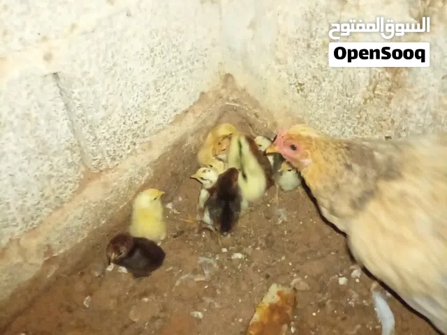 دجاجه هجين علي برهامي تحتها 11كتكوت مخلاط برهامي أو عربي