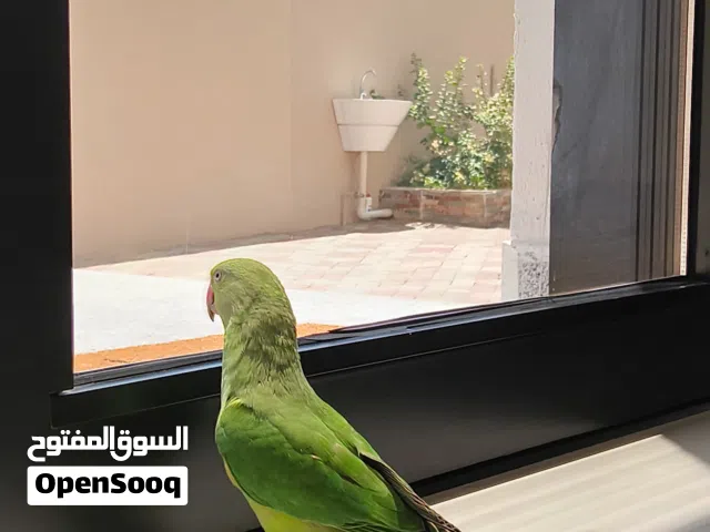 ببغاء درة متوة متكلم للبيع