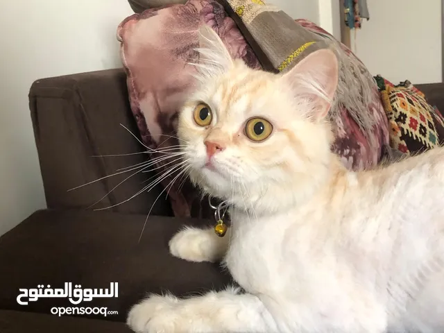بس للتبني موجود بنابلس