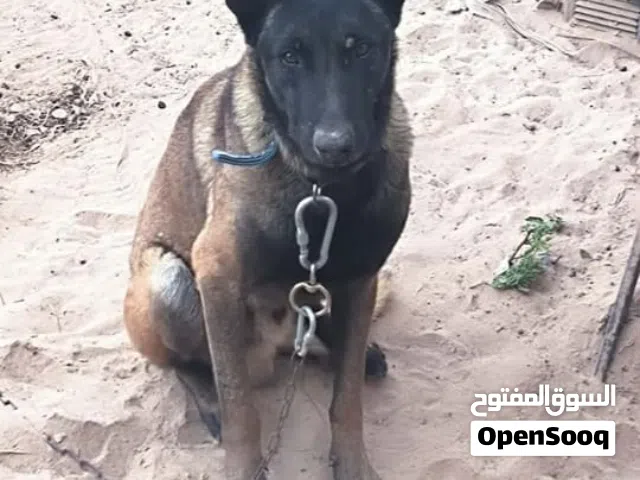 ذكر مالينو البيع مستعجل