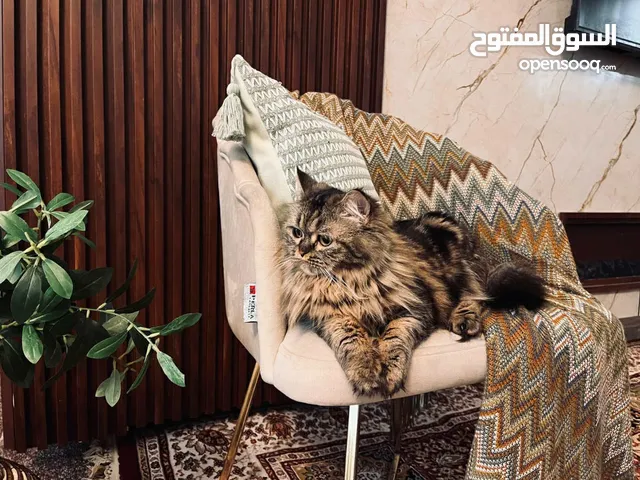 لكل محبين القطط وعشاقهم توفر  متوفر قطط مون فيس  شيرازي أصيلة، صحية ونشيطة، بفراء طويل ناعم وعيون و
