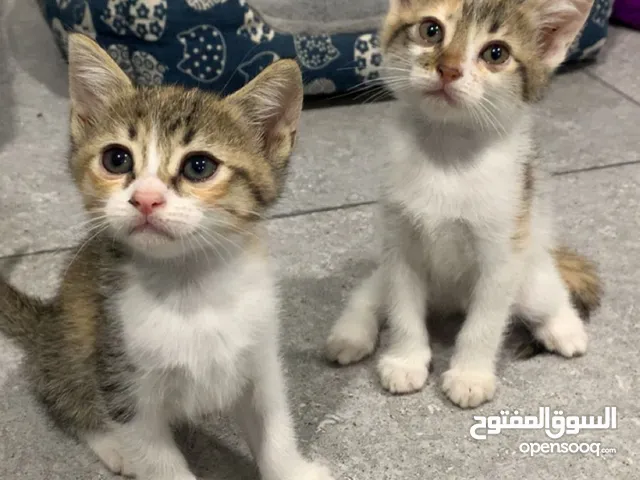 قطط للتبني Free