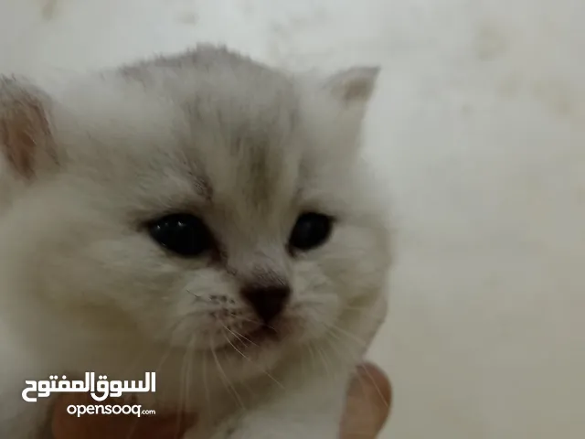 قطه سكوتش ستريت سلفر شورت هير
