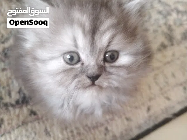 كيتن شيرازي العمر 45 يوم بصحه جيده الحمد لله ومتعلمين عالأكل وليتل بوكس