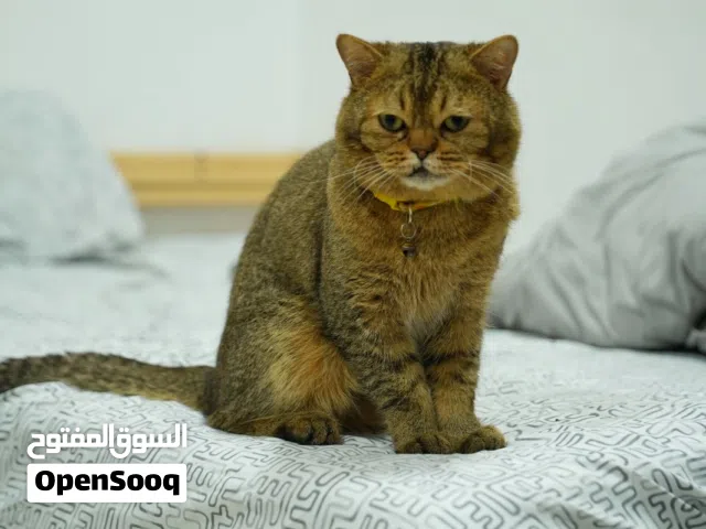 قط سكوتش ذكر للبيع – Scottish Cat