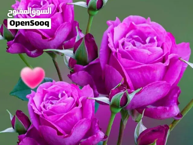 مطلوب بيت مستقل