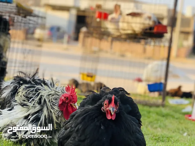 كوبية استرالي فروج كيرلي ودجاجة اسود لماع لاقوة الا بالله