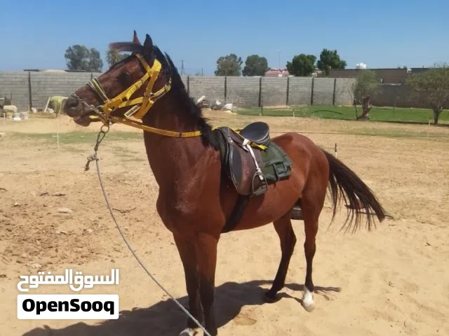 احصان ربي ايبارك يلهيد مشالله سعر4000 وزيد   شوف الوصف