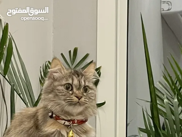 Persian scottish female cat