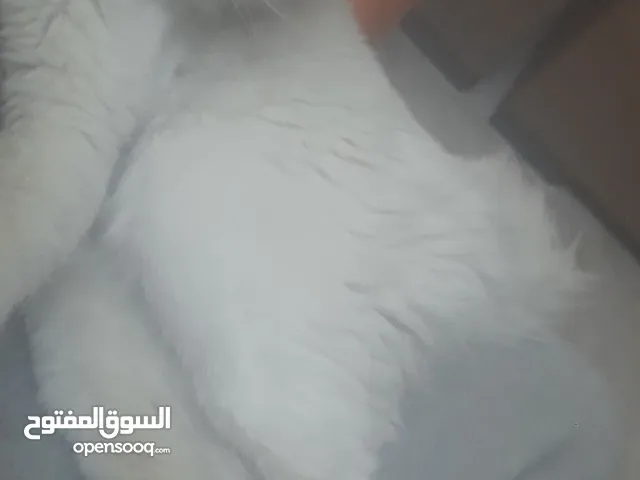بسس شيرازي ذكر وأنثى للبيع او البدل على عصافير مع الاكسسوارات