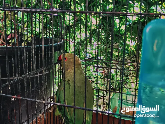 بغبغاء دراره بسعر مغري لون اخضر ذكر عمر سنة