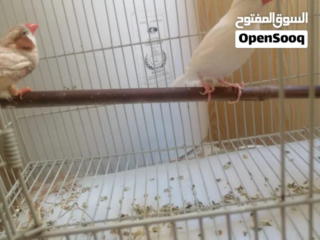 للجادين فقط بدون ازعاج للبيع طيرين جاوا و زيبرا اورانج  ذكور وصحه ممتازه  وبدون قفص ، يوجد توصيل $$