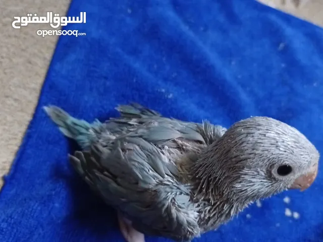 متاخ بفضل الله فراخ دره زق يدوي العمر 35الون ازرق فاتح متوفر لون اخضر العمر15لغاية17السعر نهائي