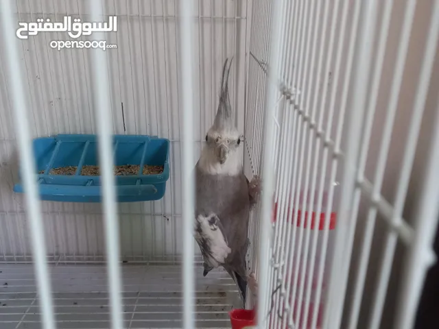 فحل كوكتيل وايت فيس ابو فراخ