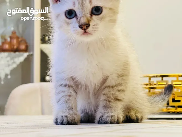 قطوس سيامي للبيع لعوب وصحة الله يبارك