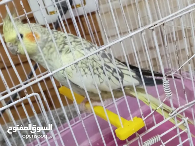 مطلوب انثى كوكتيل ازبل زي الي في الصوره حلوه لحد 15دينار في اربد