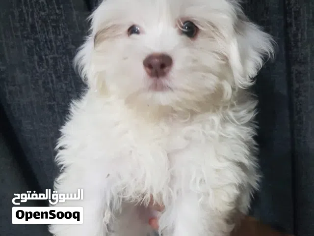 جرو شيتزو دكر