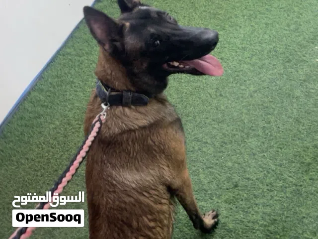 بلجم مالينو لتلقيح للبيع