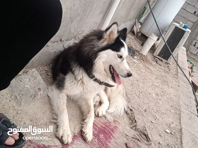 السلام عليكم هاسكي لونك هير عيون زرق ضخامه حلوه وصحه ممتازه ولعوبه اليفه ل بيع 150 وياه دفتر لقاح