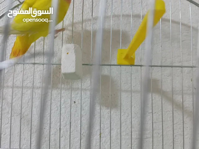 روز منجو للبيع حبه صحه ونضافه عين حمرا مشاء الله عنها بسعر حرق