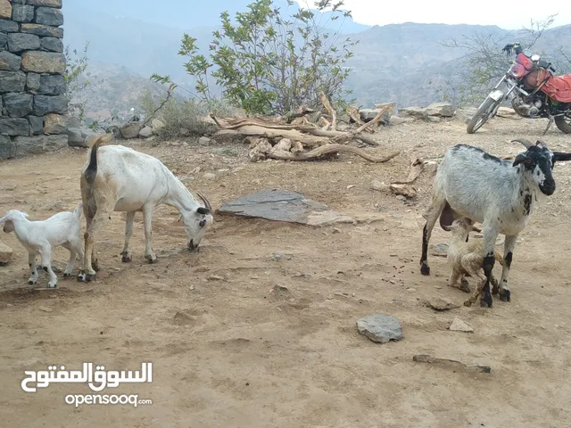 ماعز بلدي ....