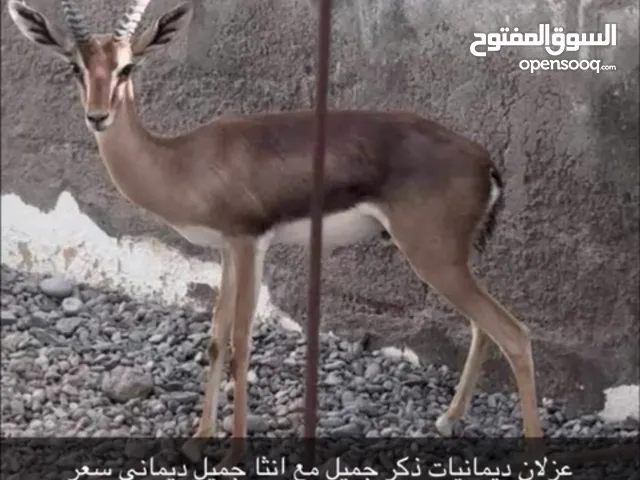 غزلان ديمانيات
