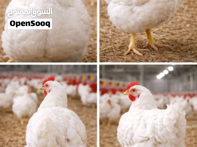 دجاج ابيض عربي