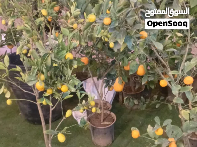 مشتل ارض الخسين