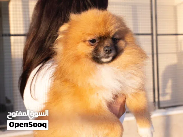 نعلن عن توفر جراء بوميرنيان جميلة ونقية، تتميز بصحة ممتازة وشكل جذاب وفرو كثيف وناعم.