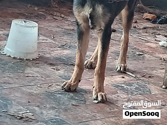 كلبين ذكر ونتايه عمره خمس شهور واخد كل التطعيمات