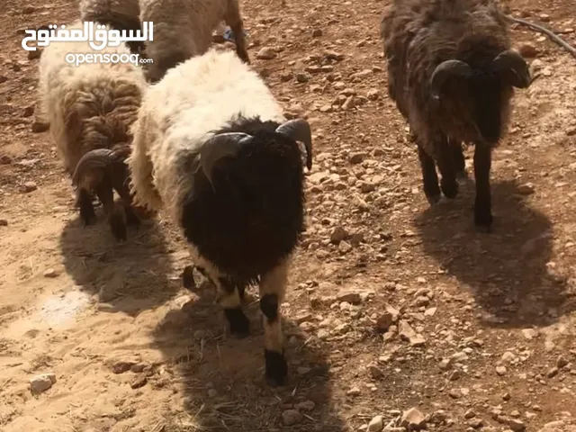 خرفان اضاحي اعمار عشر شهور