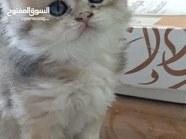 Ny12 Golden British longhair male
