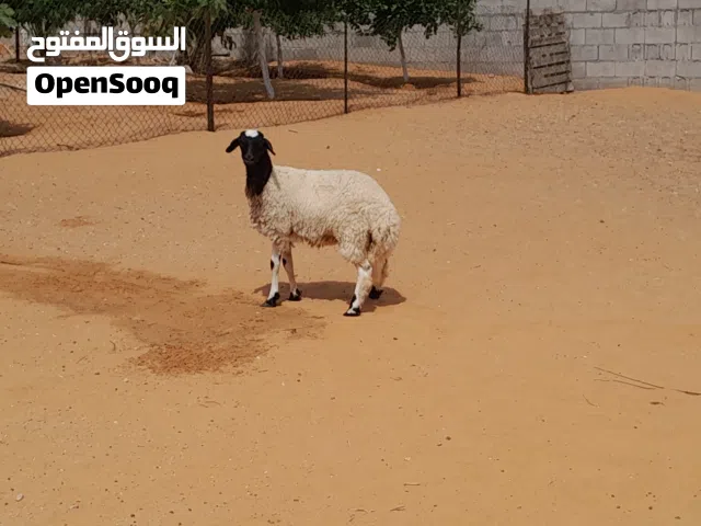 فطيمه وطنيه الله يبارك عمرها ف6شهور سليمه من العيوب والامراض متع تربيه او موس لبيدبح المكان تاجوراء
