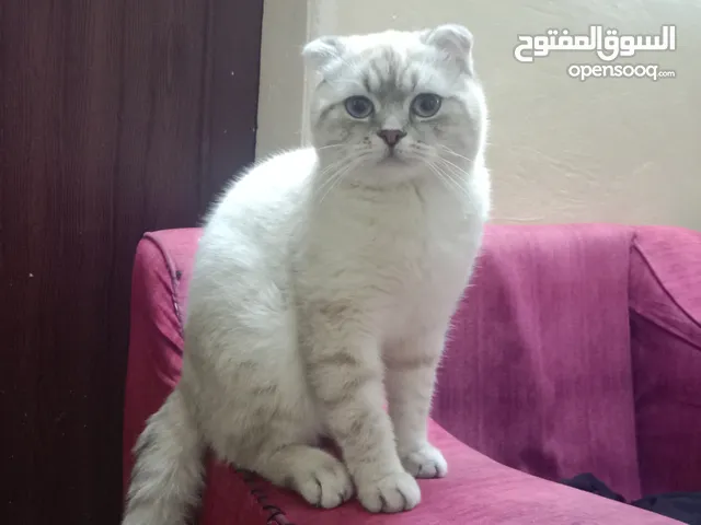 قط ذكر للبيع النوع سكوتش فولد هادي ونظيف للبيع لا عدم التفرغ