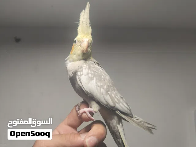 للبيع اومراوس  ربه  رس كله يحجي