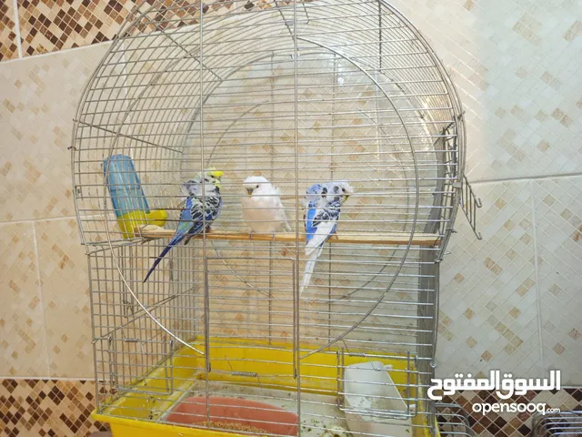 عصفير وببغاء جوز كوكتييل تحتيهم بيض جوز حب بلدي جوز وفرده حب هوقو رومو دره اليف خمس اجواز جنه