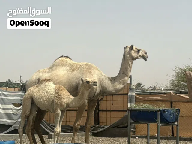 ماشاءالله تبارك الرحمن ناقه وبنتها سودانيات للبيع