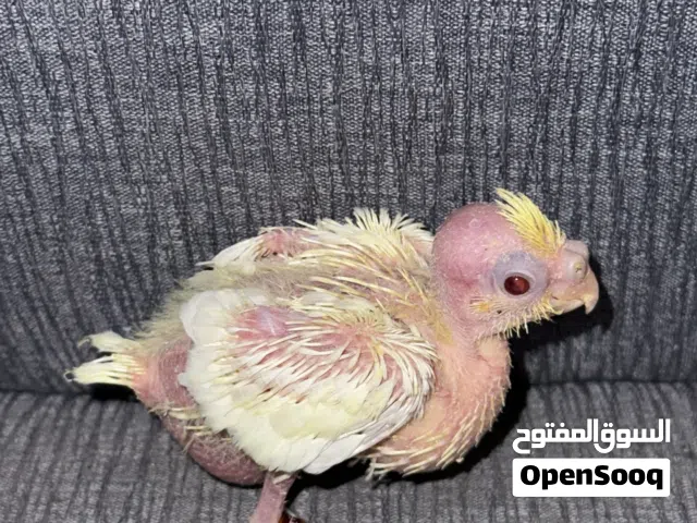 فروخ كوكتيل لاتينو عيون حمرة