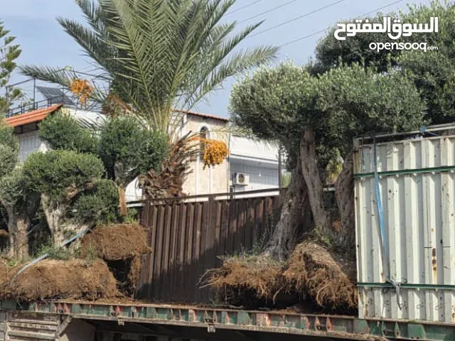 بيع شجر مثمر الزيتون