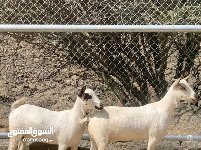 صخلات صلاليات