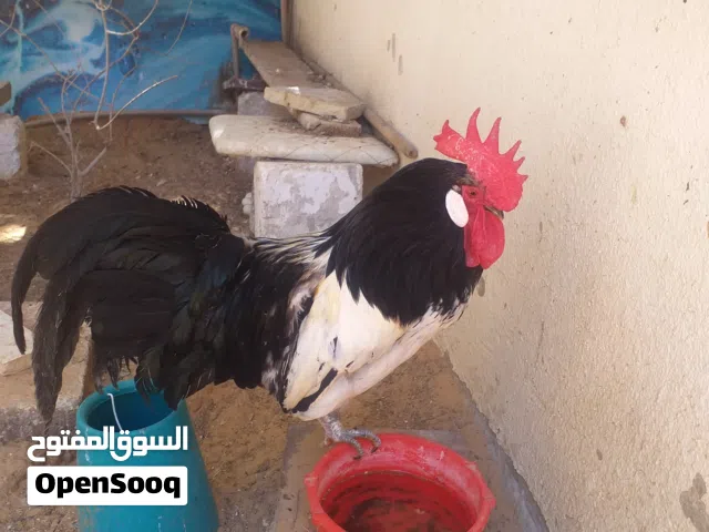 فروج ملكي أبيض للبيع