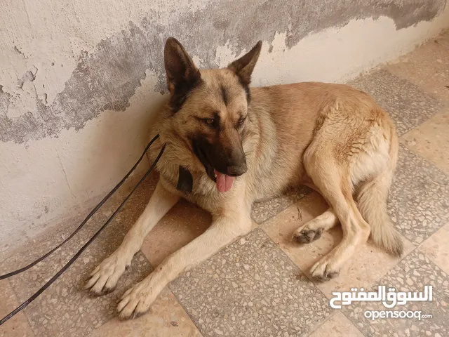 للبيع اربد سما روسان تواصل خاص