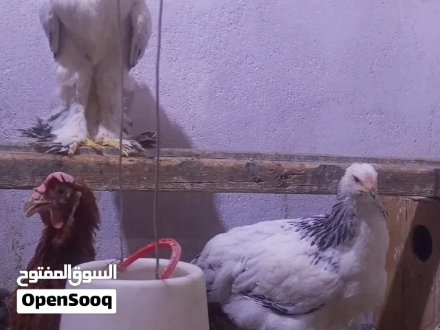 دجاج براهمه