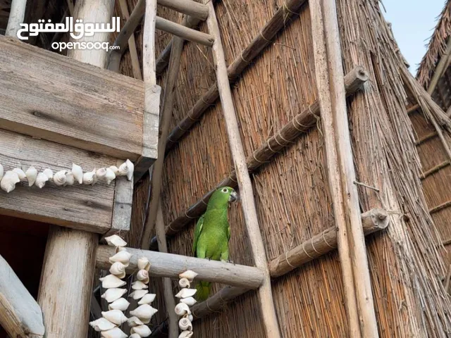 ببغاء أمزوني