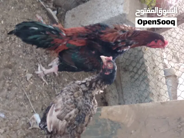 طيور دجاج لاتوجد مشكله