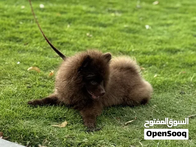 كلب بومرينيان