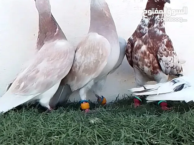 اقرا الوصف الرجاء تواصل على الدردشه الخط مفصول
