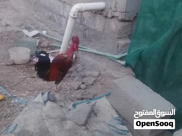 دجاجه كاركه/ديك عرب