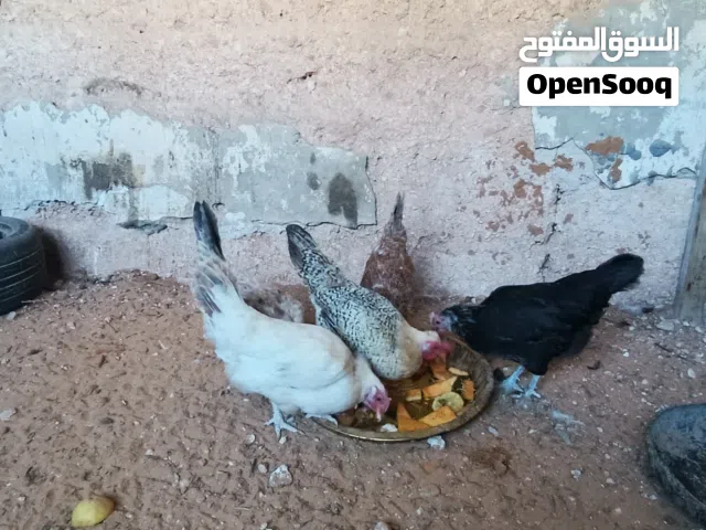 5 دجاجات عربيات مخلطات دحي ربي يبارك